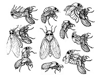 cicada