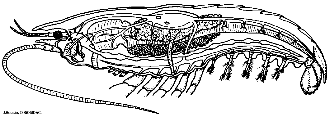 internal crayfish diagram