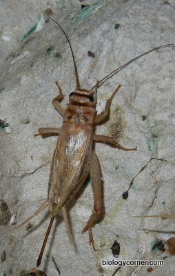 cricket