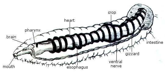 Notes: Annelids