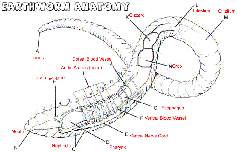 earthworm anatomy