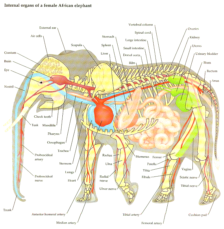 http://www.biologycorner.com/resources/elephantanatomy.gif