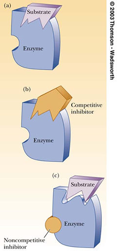 Enzymes+lock+and+key+