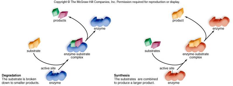 Induced Fit Model - substrates and enzymes fit together like a lock and key. Induced Fit Model - substrates and enzymes fit together like a lock and key.