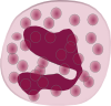 eosinophil