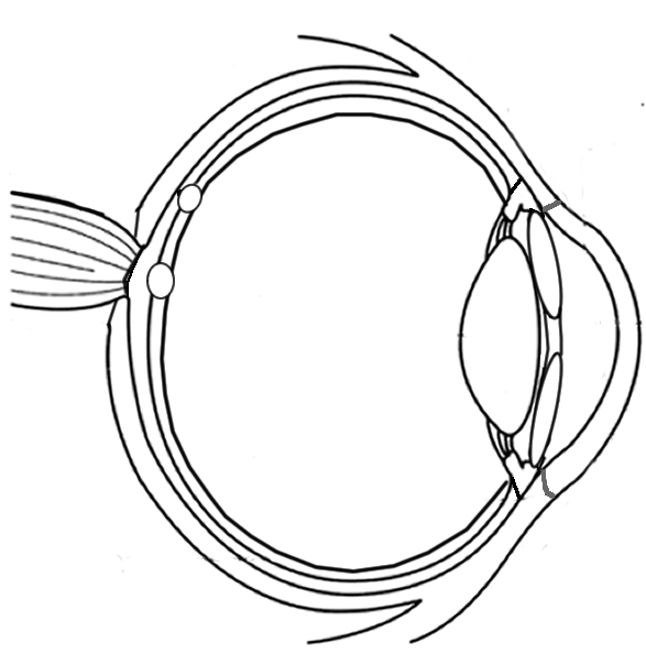 ocular anatomy coloring pages - photo #14
