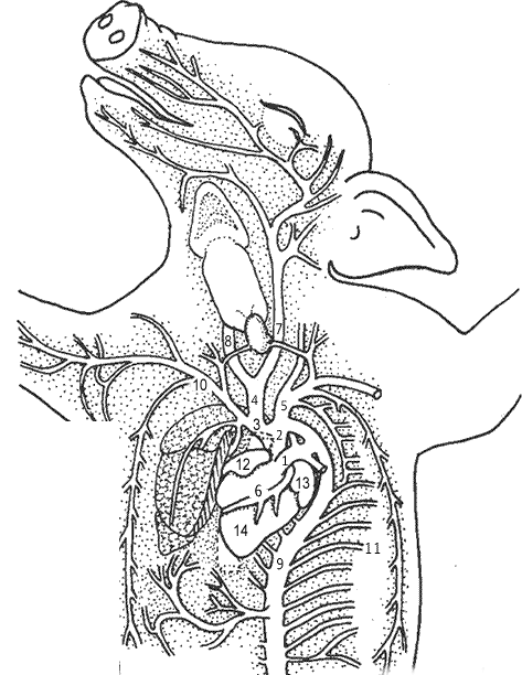 arteries of heart diagram. Membrane over the heart.