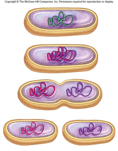 In bacteria, genetic recombination can occur in three ways. Conjugation 