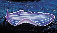 flatworm phylum
