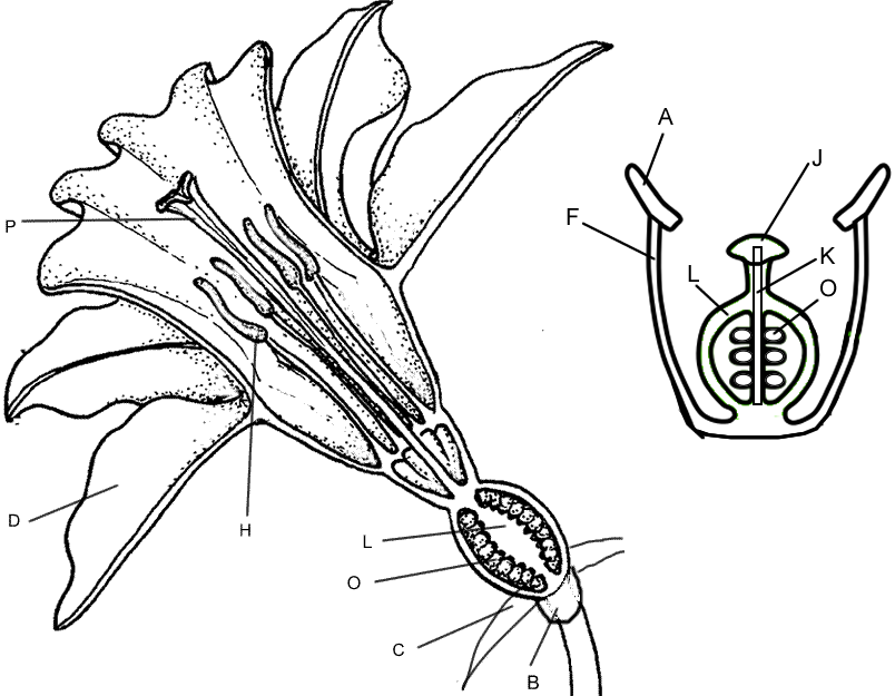flower-structure-and-reproduction