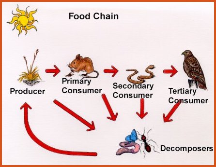ecosystem food chain. *Each step in a chain or web