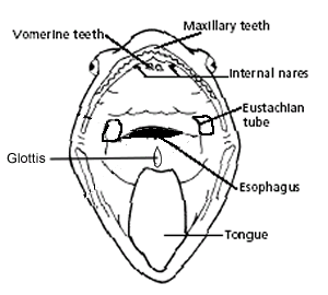 function of vomerine teeth of frog