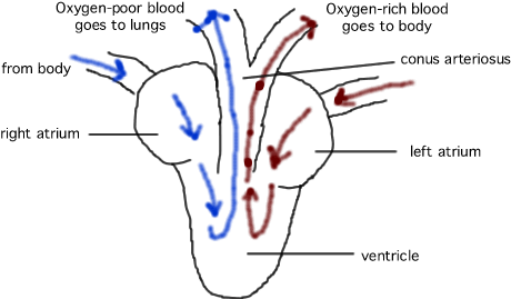 circulation of heart. Circulation: double loop