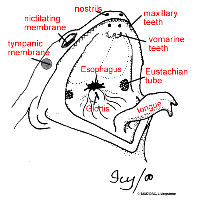 Anatomy Of A Frog S Mouth 109