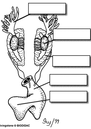 circulatory system of frog. urogenital system below.