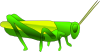 insect
