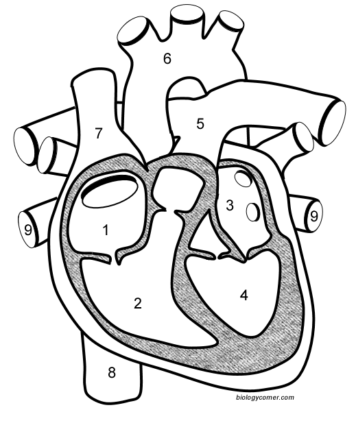 Heart Labeling (Internal)