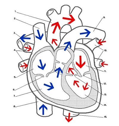 Internal Heart