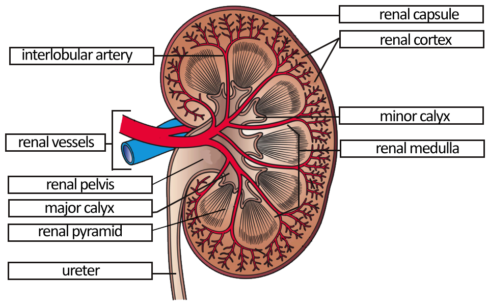 kidney structures