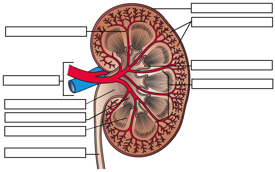 kidney label