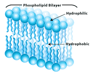 Phospholipids Bilayer Structure