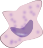 macrophage