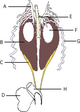 the circulatory system of a frog. Thanks. I don#39;t see why I should try to find a link that supports your mischaracterization of my statements. circulatory system of a frog diagram.