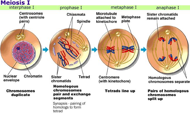 Meiosis Vs Mitosis. 10.3 The Phases of Meiosis