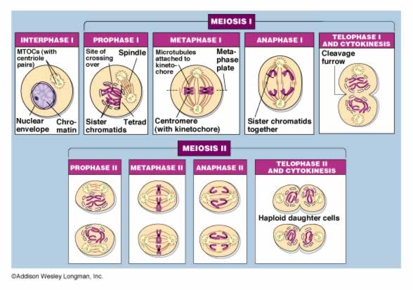 steps of meiosis. Meiosis Steps
