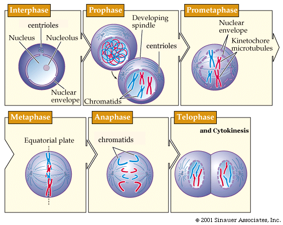 animal cell undergoing mitosis. **In animal cells, the two new