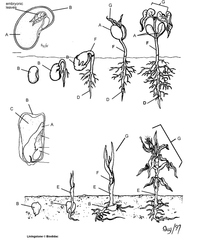 coloring pages seeds and plants - photo #8