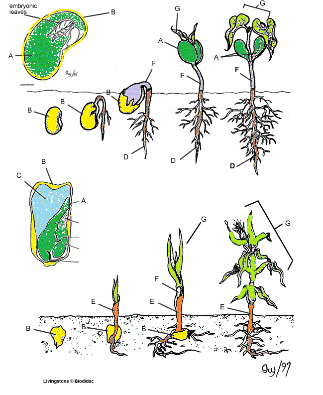 germination