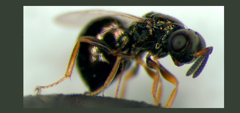 nasonia wasp