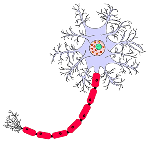 neuron