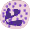 neutrophil
