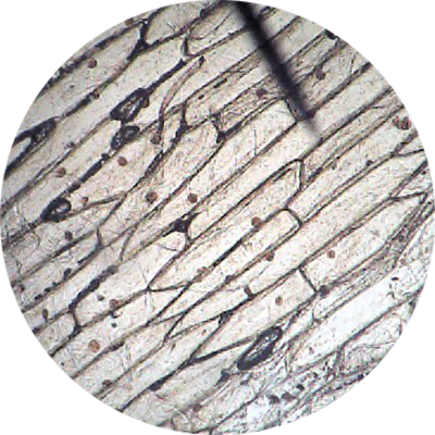 onion cell 40x