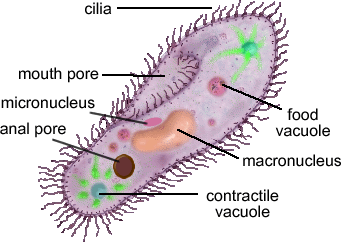 http://www.biologycorner.com/resources/paramecium.gif