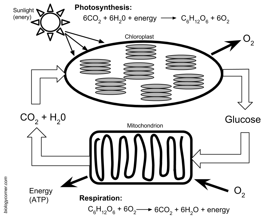 Photosynthesis and Respiration Model