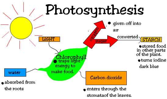 http://www.biologycorner.com/resources/photosynthesis.jpg