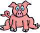 pig
