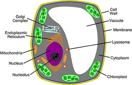 Animal Cell. Plant Cell