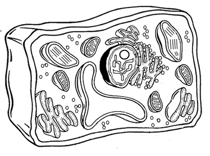 plant cell and animal cell pictures. found in a plant cell that