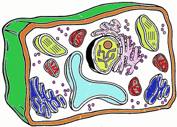 Plant Cell Diagram Coloring Sheet