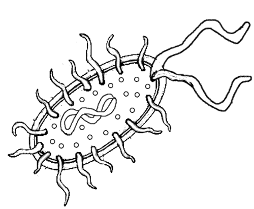 e coli coloring pages - photo #1