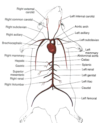 Rat- Circulatory