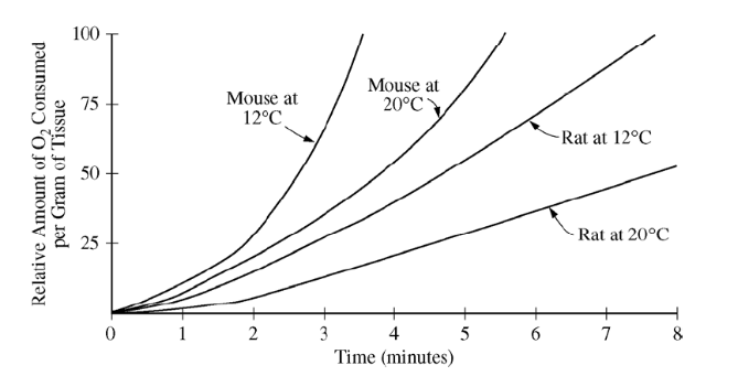 mouse respiration