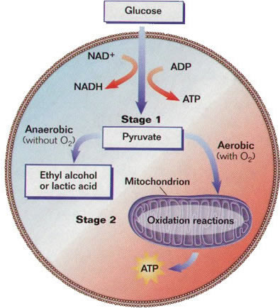 cellular respiration cycle. Cellular Respiration (Krebs