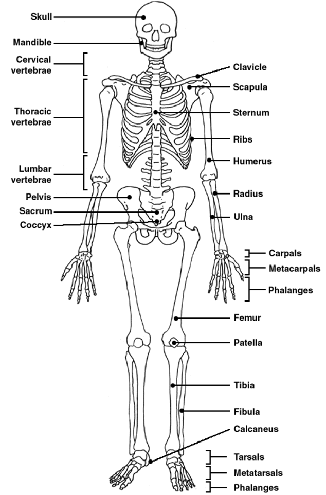 Skeletal System Skeleton Diagram Labeled