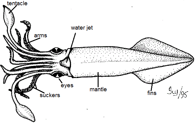 squid labeled