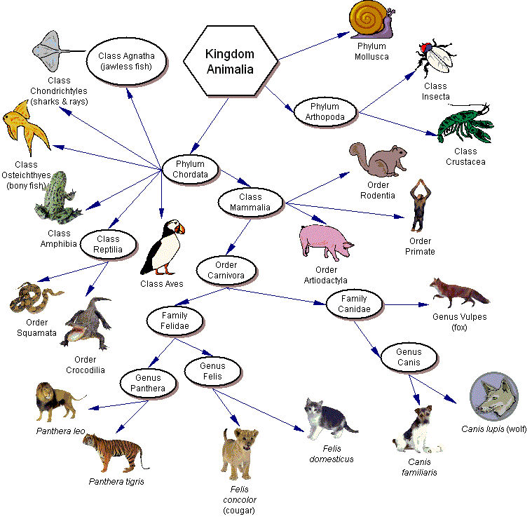 Evolution & Taxonomy